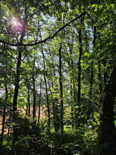 Terrains de loisirs bois etangs a vendre Le Ham 53250 Mayenne 10390 m2  5880 euros