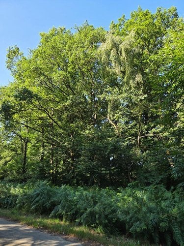 Terrains de loisirs bois etangs a vendre Le Ham 53250 Mayenne 10390 m2  5880 euros
