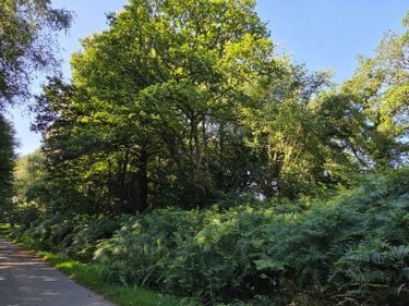 Terrains de loisirs bois etangs a vendre Le Ham 53250 Mayenne 10390 m2  5880 euros