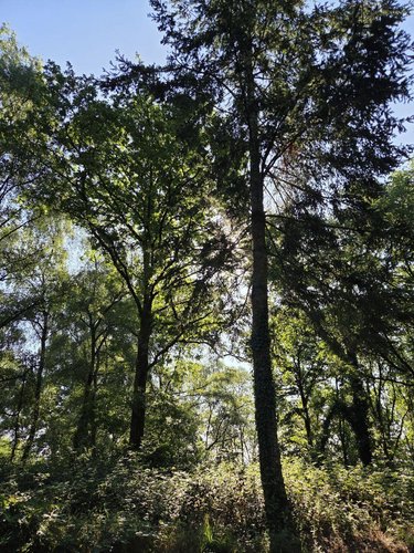 Terrains de loisirs bois etangs a vendre Le Ham 53250 Mayenne 10390 m2  5880 euros