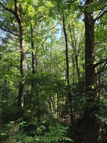 Terrains de loisirs bois etangs a vendre Le Ham 53250 Mayenne 10390 m2  5880 euros