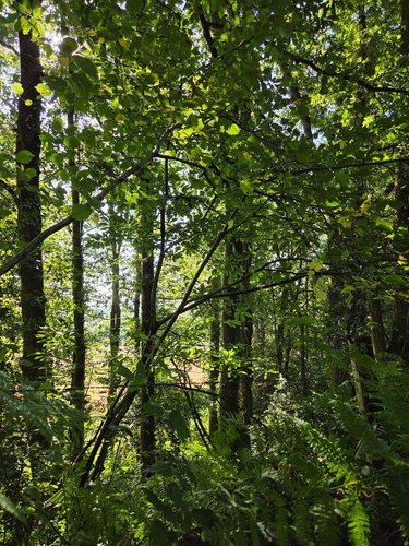 Terrains de loisirs bois etangs a vendre Le Ham 53250 Mayenne 10390 m2  5880 euros