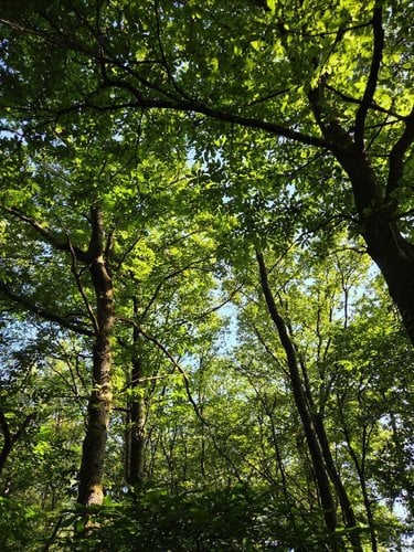 Terrains de loisirs bois etangs a vendre Le Ham 53250 Mayenne 10390 m2  5880 euros
