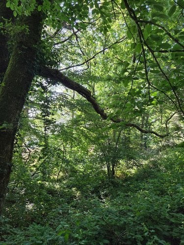 Terrains de loisirs bois etangs a vendre Le Ham 53250 Mayenne 10390 m2  5880 euros