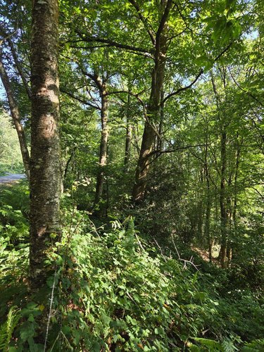 Terrains de loisirs bois etangs a vendre Le Ham 53250 Mayenne 10390 m2  5880 euros