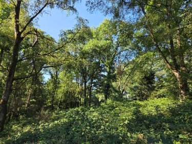 Terrains de loisirs bois etangs a vendre Le Ham 53250 Mayenne 10390 m2  5880 euros