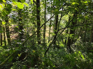Terrains de loisirs bois etangs a vendre Le Ham 53250 Mayenne 10390 m2  5880 euros
