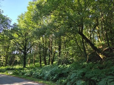 Terrains de loisirs bois etangs a vendre Le Ham 53250 Mayenne 10390 m2  5880 euros