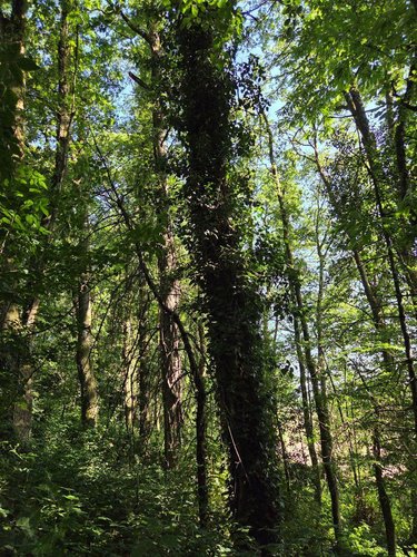 Terrains de loisirs bois etangs a vendre Le Ham 53250 Mayenne 10390 m2  5880 euros