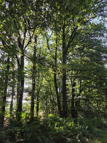 Terrains de loisirs bois etangs a vendre Le Ham 53250 Mayenne 10390 m2  5880 euros