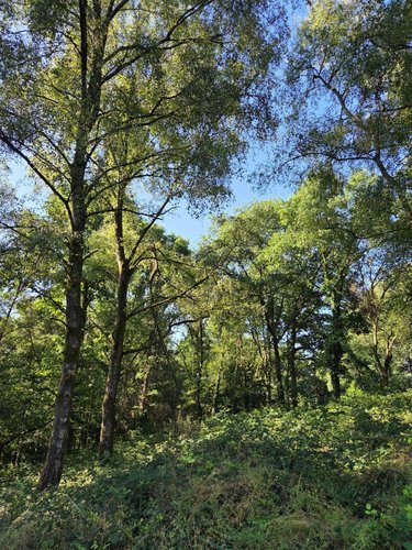Terrains de loisirs bois etangs a vendre Le Ham 53250 Mayenne 10390 m2  5880 euros