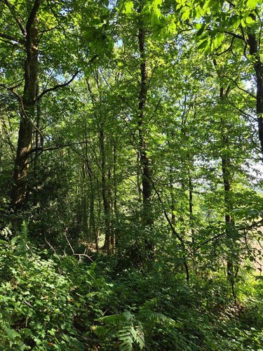 Terrains de loisirs bois etangs a vendre Le Ham 53250 Mayenne 10390 m2  5880 euros