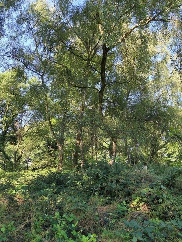 Terrains de loisirs bois etangs a vendre Le Ham 53250 Mayenne 10390 m2  5880 euros