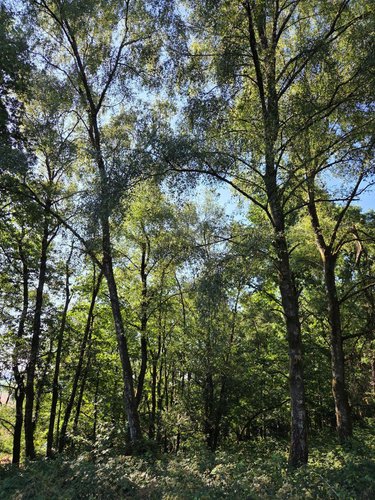 Terrains de loisirs bois etangs a vendre Le Ham 53250 Mayenne 10390 m2  5880 euros