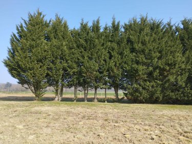 Maison a vendre Buzançais 36500 Indre 60 m2 2 pièces 64800 euros