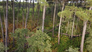 Terrains de loisirs bois etangs a vendre Villandraut 33730 Gironde  106000 euros
