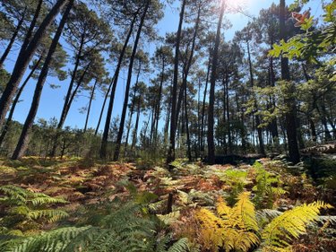 Terrains de loisirs bois etangs a vendre Villandraut 33730 Gironde  31800 euros