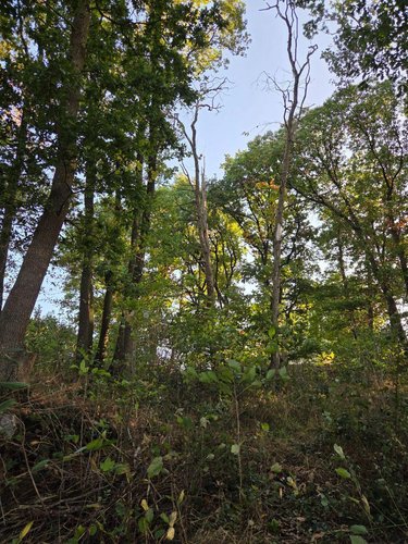 Terrains de loisirs bois etangs a vendre Lassay-les-Châteaux 53110 Mayenne 2490 m2  6200 euros
