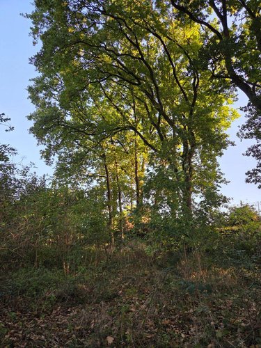 Terrains de loisirs bois etangs a vendre Lassay-les-Châteaux 53110 Mayenne 2490 m2  6200 euros