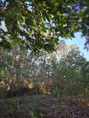Terrains de loisirs bois etangs a vendre Lassay-les-Châteaux 53110 Mayenne 2490 m2  6200 euros