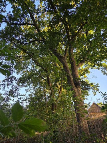 Terrains de loisirs bois etangs a vendre Lassay-les-Châteaux 53110 Mayenne 2490 m2  6200 euros