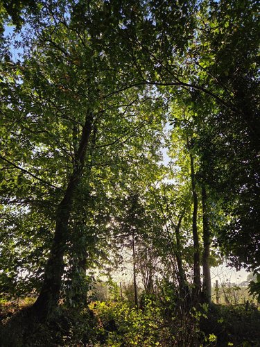 Terrains de loisirs bois etangs a vendre Lassay-les-Châteaux 53110 Mayenne 2490 m2  6200 euros