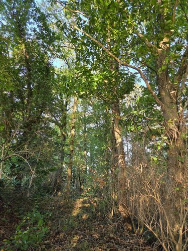Terrains de loisirs bois etangs a vendre Lassay-les-Châteaux 53110 Mayenne 2490 m2  6200 euros