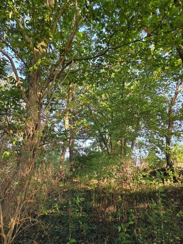 Terrains de loisirs bois etangs a vendre Lassay-les-Châteaux 53110 Mayenne 2490 m2  6200 euros