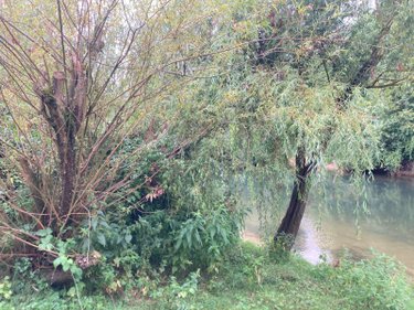 Terrains de loisirs bois etangs a vendre Chappes 10260 Aube 3330 m2  23500 euros
