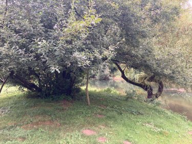 Terrains de loisirs bois etangs a vendre Chappes 10260 Aube 3330 m2  23500 euros