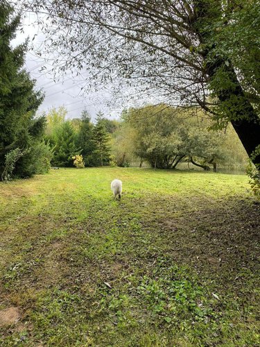 Terrains de loisirs bois etangs a vendre Chappes 10260 Aube 3330 m2  23500 euros