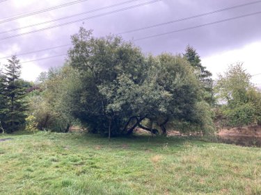 Terrains de loisirs bois etangs a vendre Chappes 10260 Aube 3330 m2  20000 euros