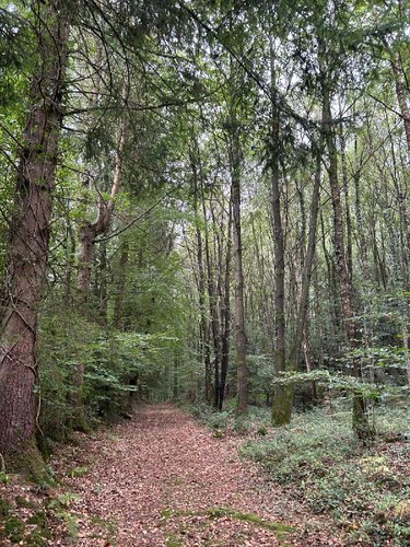 Terrains de loisirs bois etangs a vendre Flers 62270 Pas-de-Calais 519765 m2  801750 euros
