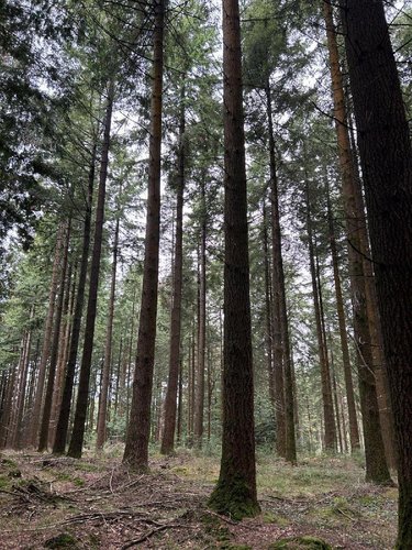 Terrains de loisirs bois etangs a vendre Laval 53000 Mayenne 519765 m2  801750 euros