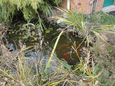 Maison a vendre Nieppe 59850 Nord 88 m2 4 pièces 265000 euros