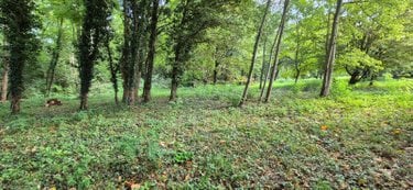 Terrains de loisirs bois etangs a vendre Bonnétable 72110 Sarthe 2624 m2  16000 euros