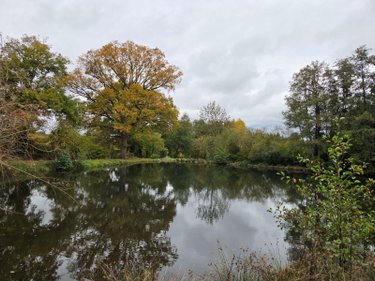 Terrains de loisirs bois etangs a vendre Vimartin sur Orthe 53160 Mayenne 6031 m2  26500 euros