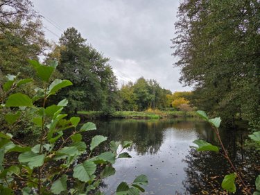 Terrains de loisirs bois etangs a vendre Vimartin sur Orthe 53160 Mayenne 6031 m2  26500 euros