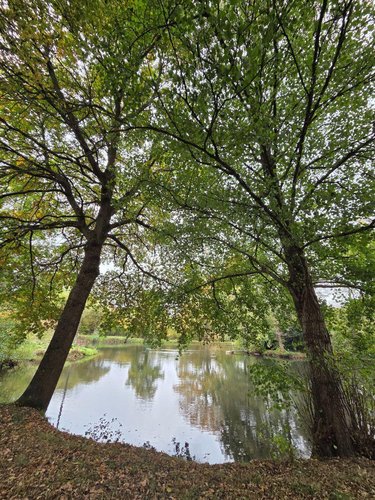 Terrains de loisirs bois etangs a vendre Vimartin sur Orthe 53160 Mayenne 6031 m2  26500 euros