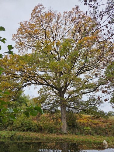 Terrains de loisirs bois etangs a vendre Vimartin sur Orthe 53160 Mayenne 6031 m2  26500 euros