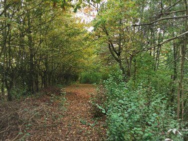Terrains de loisirs bois etangs a vendre Vailly-sur-Aisne 02370 Aisne 22421 m2  89250 euros