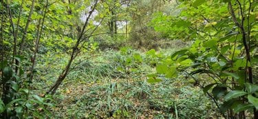Terrains de loisirs bois etangs a vendre Saint-Célerin 72110 Sarthe 6155 m2  22640 euros