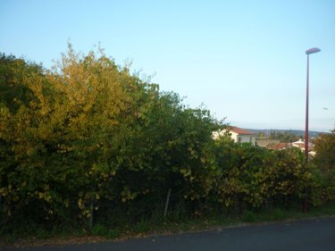 Terrain a batir a vendre Champeix 63320 Puy-de-Dôme 1076 m2  96900 euros