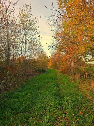 Bien agricole a vendre Égliseneuve-des-Liards 63490 Puy-de-Dôme  34000 euros
