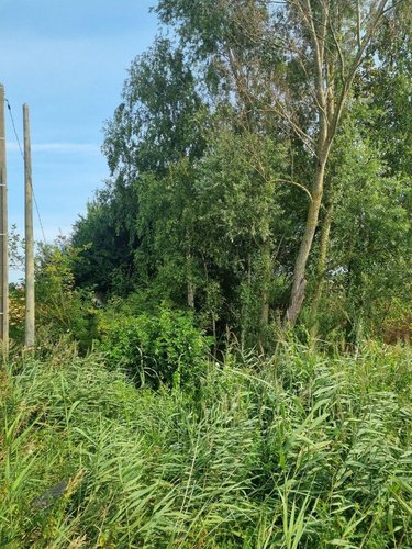 Terrains de loisirs bois etangs a vendre Sainte-Marie-Kerque 62370 Pas-de-Calais 276 m2  4500 euros
