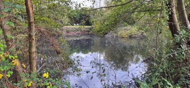 Terrains de loisirs bois etangs a vendre Sillé-le-Philippe 72460 Sarthe 2420 m2  17640 euros