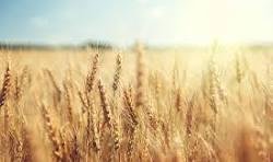 Bien agricole a vendre Diors 36130 Indre  846980 euros