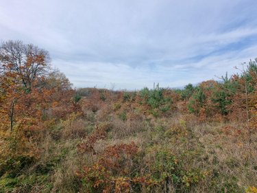 Terrains de loisirs bois etangs a vendre Pruniers-en-Sologne 41200 Loir-et-Cher 76367 m2  80100 euros