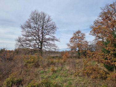 Terrains de loisirs bois etangs a vendre Pruniers-en-Sologne 41200 Loir-et-Cher 76367 m2  80100 euros