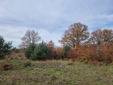 Terrains de loisirs bois etangs a vendre Pruniers-en-Sologne 41200 Loir-et-Cher 76367 m2  80100 euros